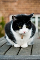 Picture of bi-coloured short haired cat on table