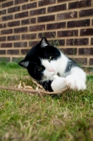 Picture of bi-coloured short haired cat playing in grass