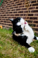 Picture of bi-coloured short haired cat playing