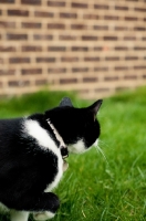Picture of bi-coloured short haired cat prowling