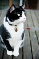 Picture of bi-coloured short haired cat sitting on table