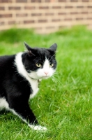 Picture of bi-coloured short haired cat walking in garden
