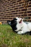 Picture of bi-coloured short haired cat with branch