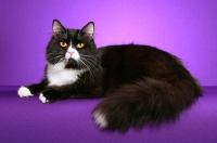Picture of bi-coloured Siberian cat on purple background