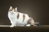 Picture of bi-coloured Siberian