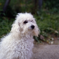 Picture of bichon bolognese head shot