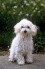 Picture of bichon bolognese looking at camera