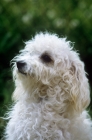 Picture of bichon bolognese portrait