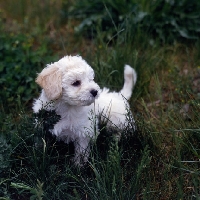 Picture of bichon bolognese puppy in vegetation