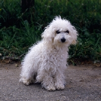 Picture of bichon bolognese sitting on a path