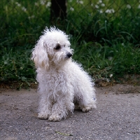 Picture of bichon bolognese sitting on a path