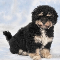 Picture of Bichon Frise / Poodle Hybrid (aka Bich-poo, Poochon, Bichpoo)