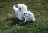 Picture of bichon frise and bulldog puppies playing
