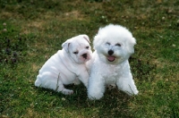Picture of bichon frise and bulldog puppies playing