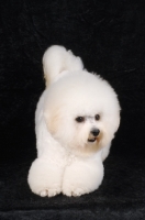 Picture of Bichon Frise bowing on black background