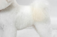 Picture of Bichon Frise coat detail