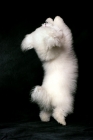 Picture of bichon frise dancing on hind legs