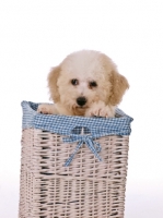 Picture of Bichon Frise dog in basket with gingham
