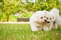 Picture of Bichon Frise dogs with stick