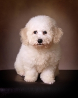 Picture of Bichon Frise, front view