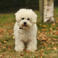 Picture of Bichon Frise in autumn