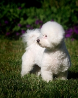 Picture of Bichon Frise in garden