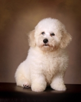 Picture of Bichon Frise in studio, brown background