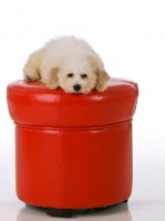 Picture of Bichon Frise laying on a red seat