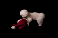 Picture of Bichon Frise looking at Christmas hat