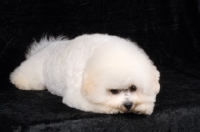 Picture of Bichon Frise lying down on black background