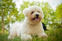 Picture of Bichon Frise lying down on grass