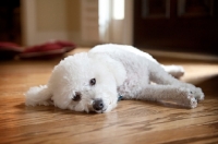 Picture of bichon frise lying down