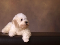 Picture of Bichon Frise lying in studio