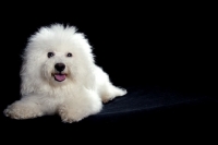 Picture of bichon frise lying on black background