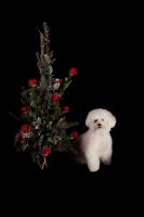 Picture of Bichon Frise near flowers
