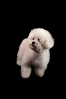 Picture of Bichon Frise on black background