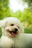 Picture of Bichon Frise on blurred background