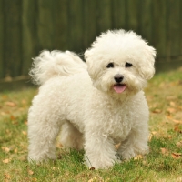 Picture of Bichon Frise on grass