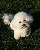 Picture of Bichon Frise on grass