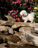 Picture of Bichon Frise on rocks