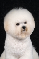 Picture of Bichon Frise portrait on black background