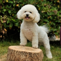 Picture of bichon frise posing on log, full body