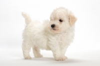 Picture of Bichon Frise puppy in studio