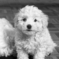 Picture of bichon frise puppy