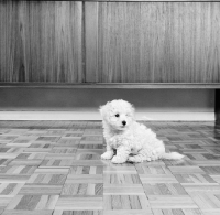 Picture of bichon frise puppy