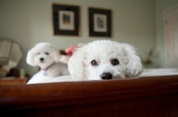 Picture of bichon frise resting head on bed with second bichon in background