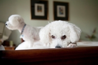 Picture of bichon frise resting head on bed with second bichon in background