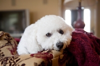 Picture of bichon frise resting head on couch