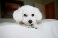 Picture of bichon frise resting head on paws