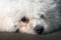 Picture of Bichon Frise resting